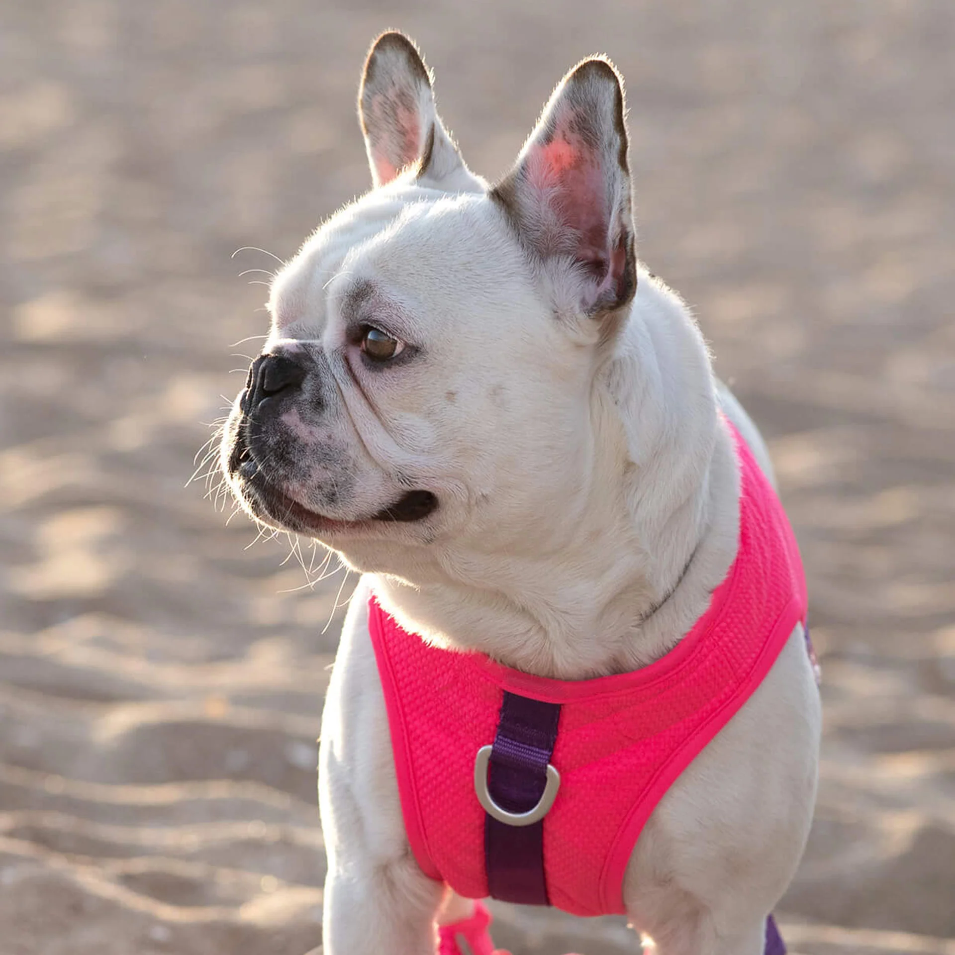 Chill Seeker Cooling Harness - Image 9