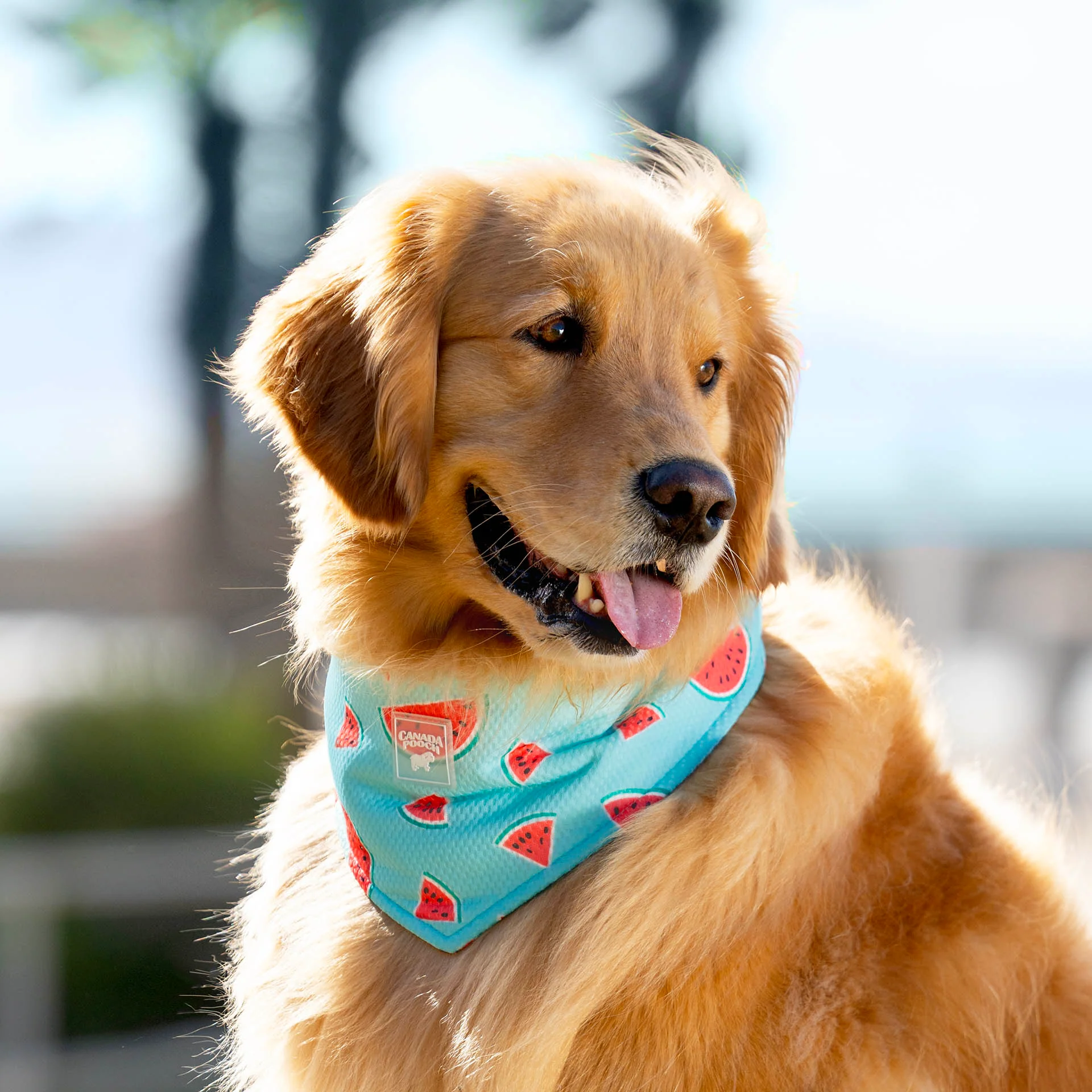 Cooling Bandana - Image 21