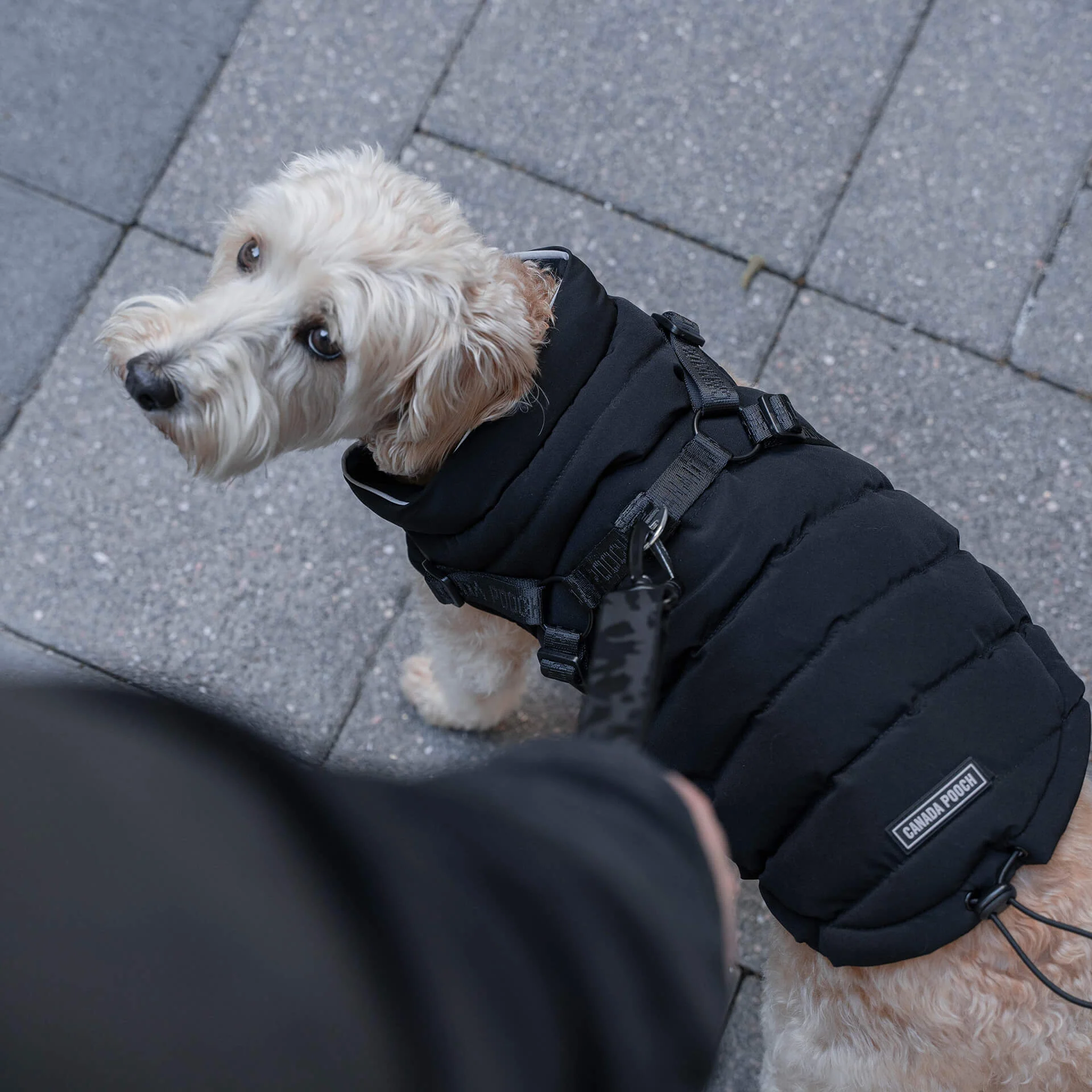 Harness Puffer - Image 6