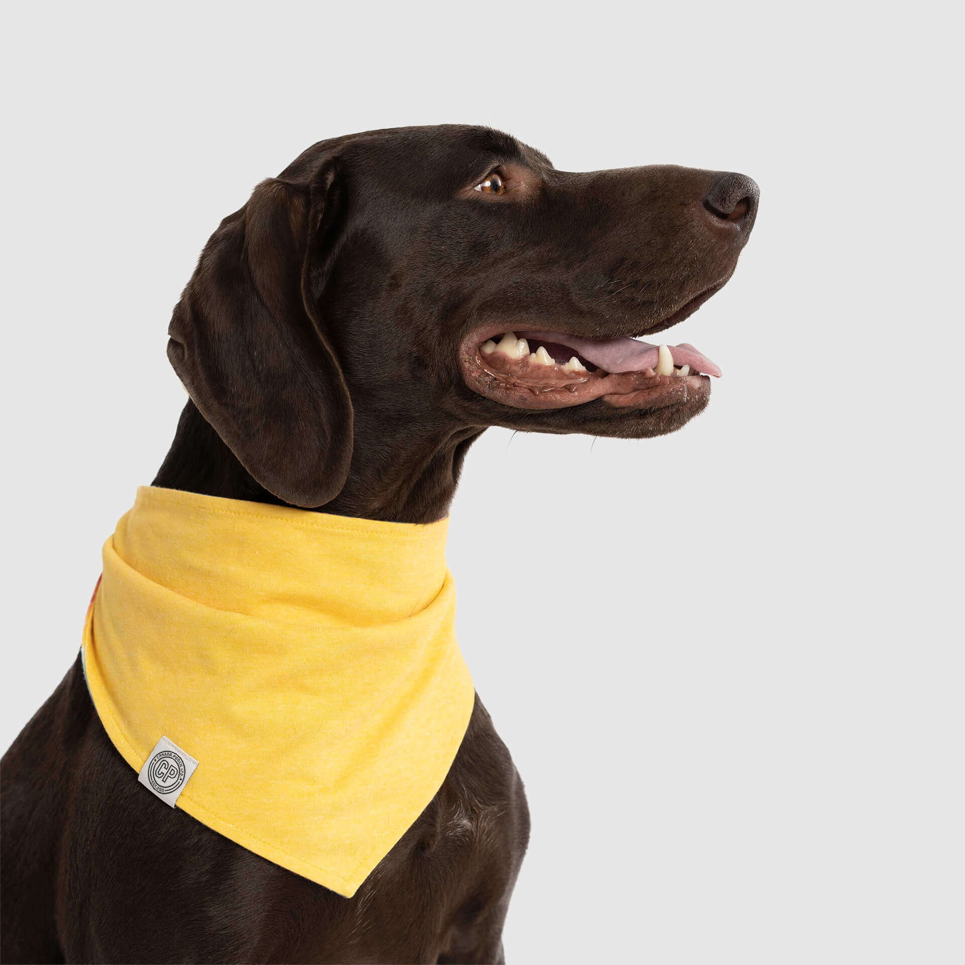 Follow Me Bandana - Image 15