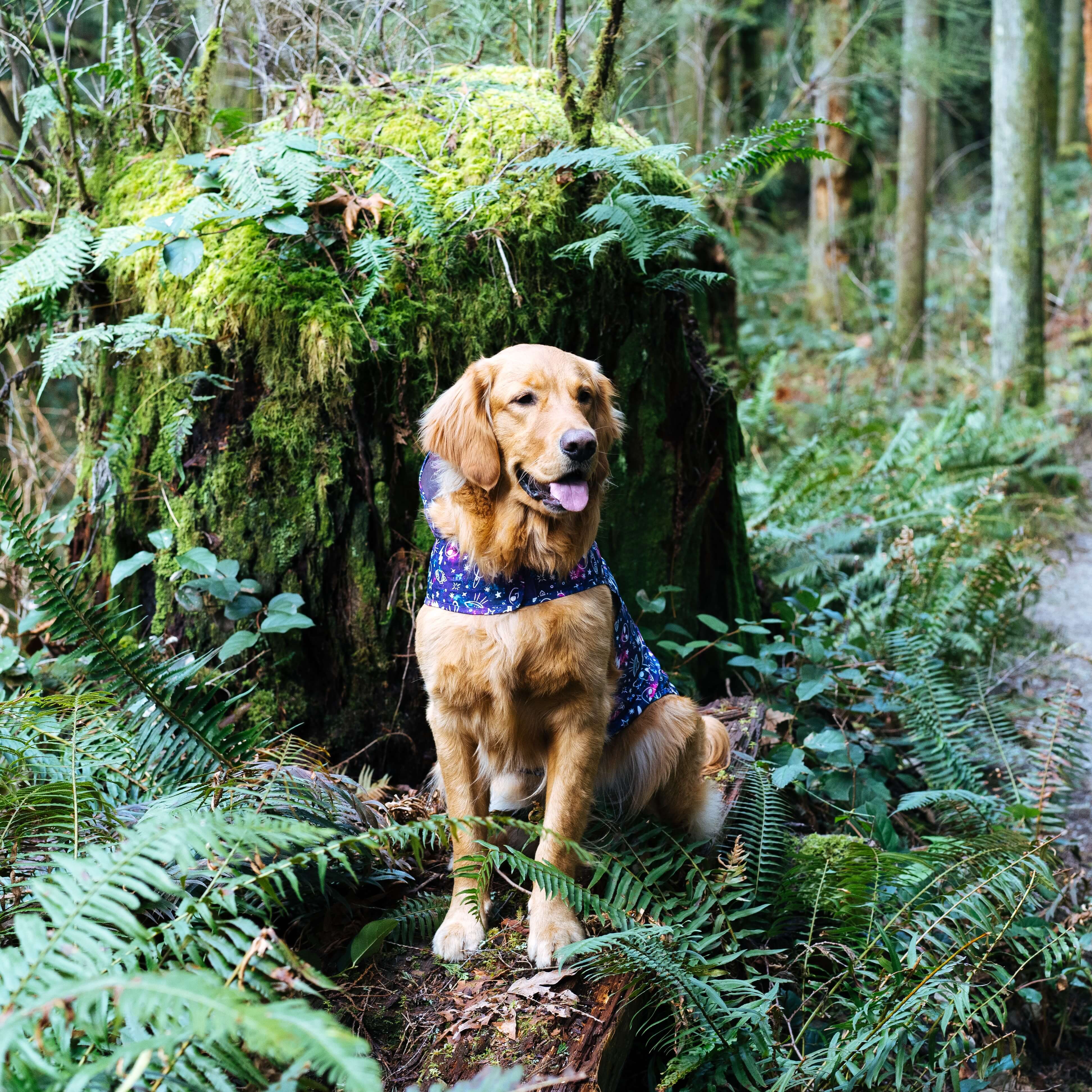 Pick Me Poncho - Image 15