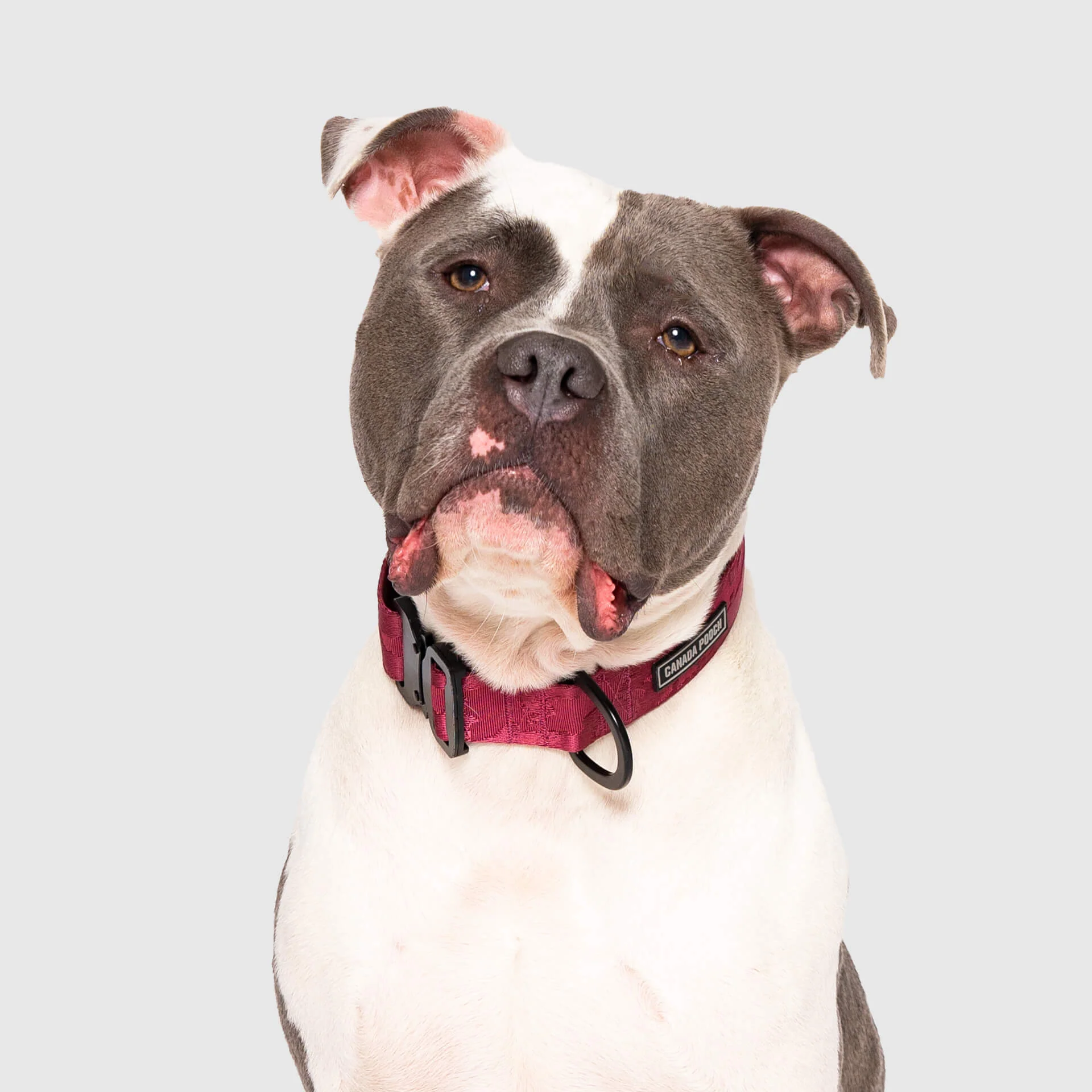 Utility Collar - Image 12