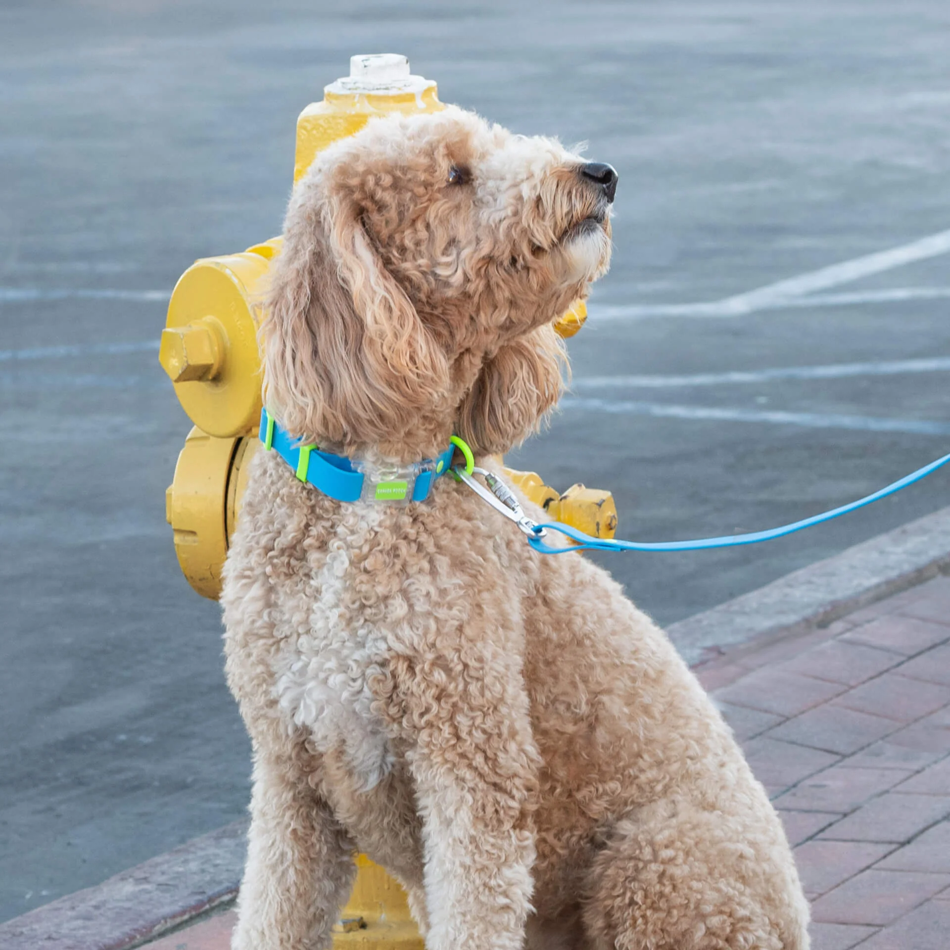 Waterproof Collar - Image 10
