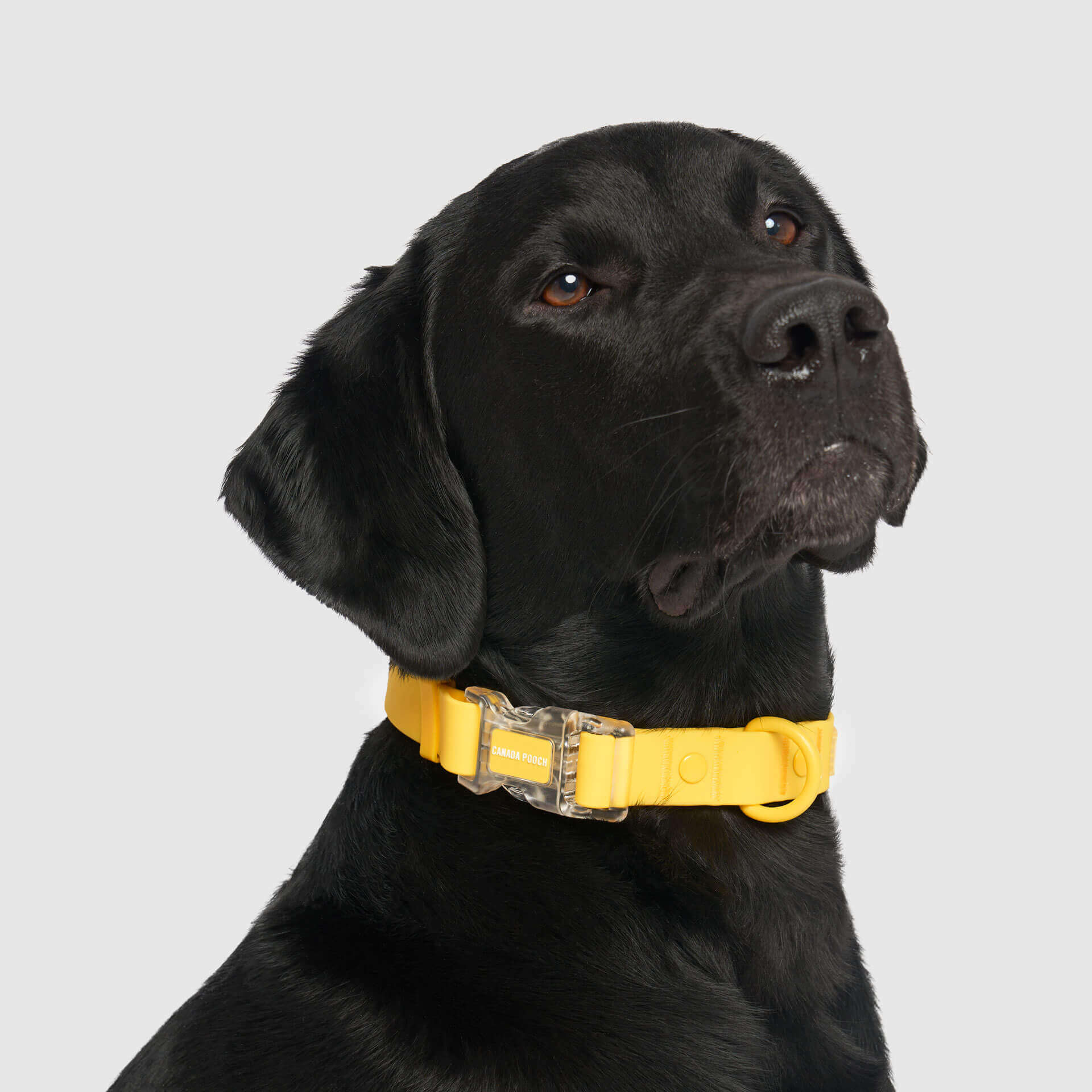 Waterproof Collar - Image 12
