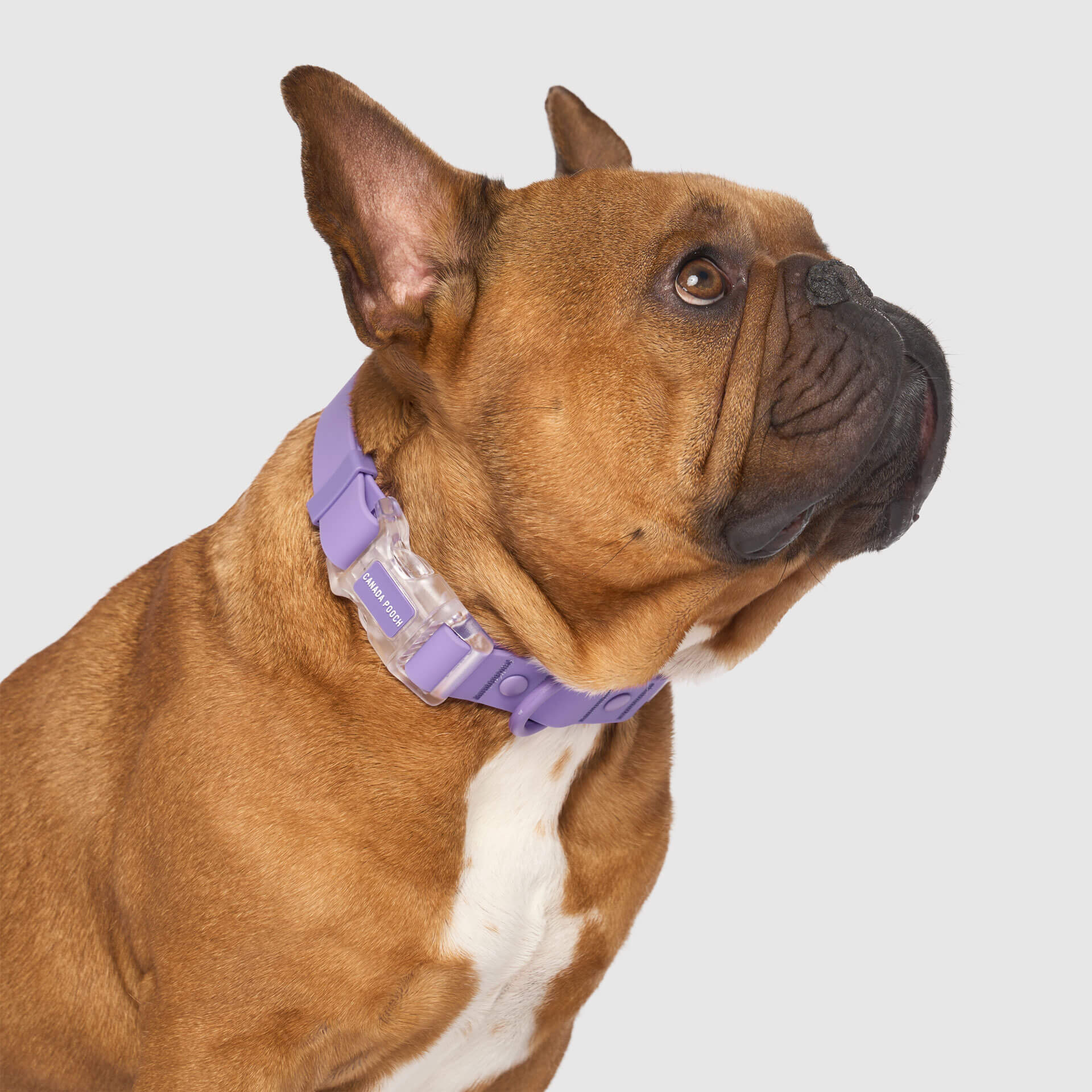 Waterproof Collar - Image 25