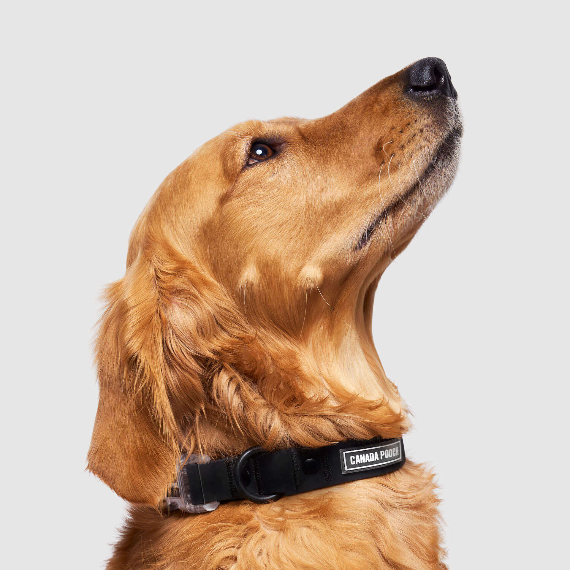 Waterproof Collar - Image 4
