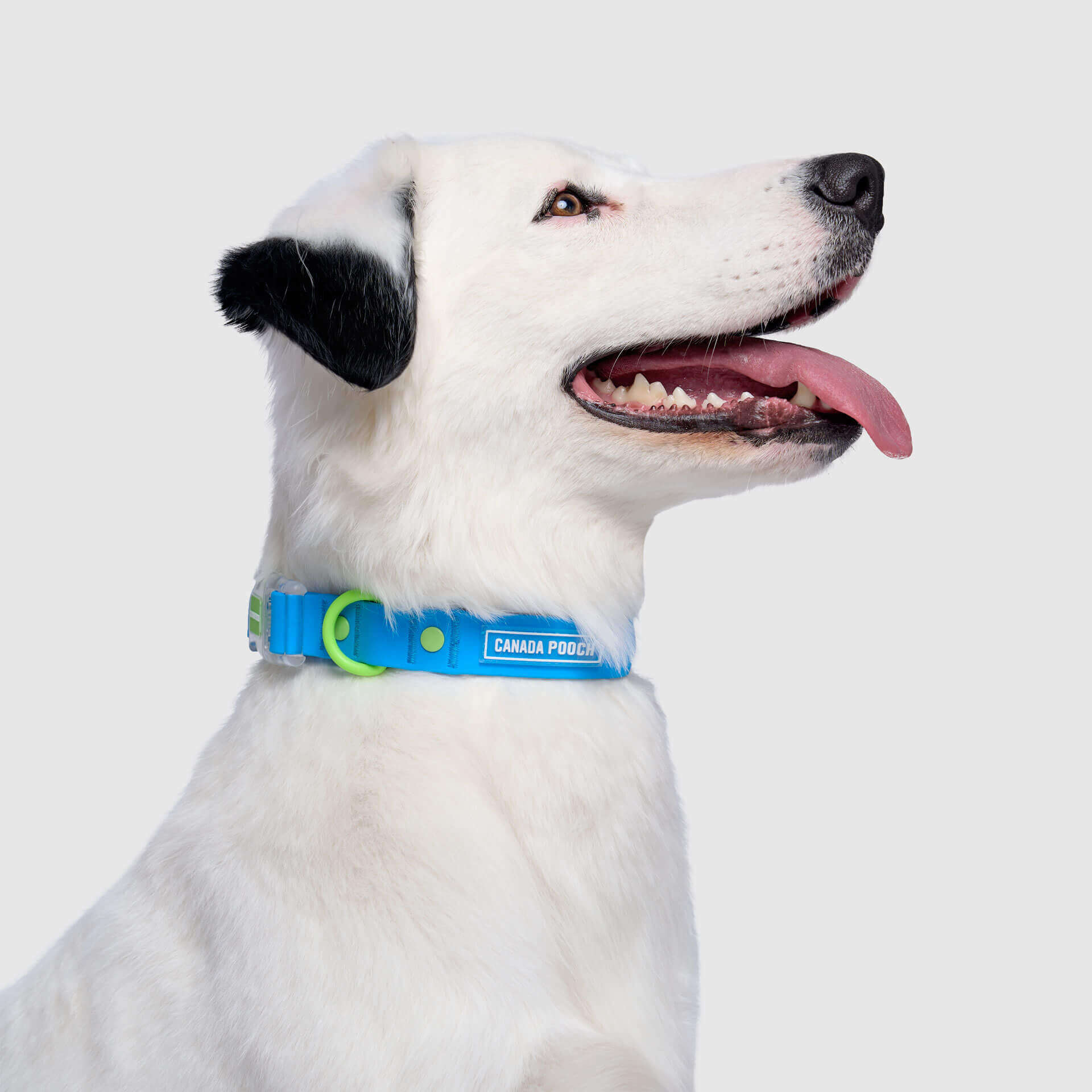Waterproof Collar - Image 8