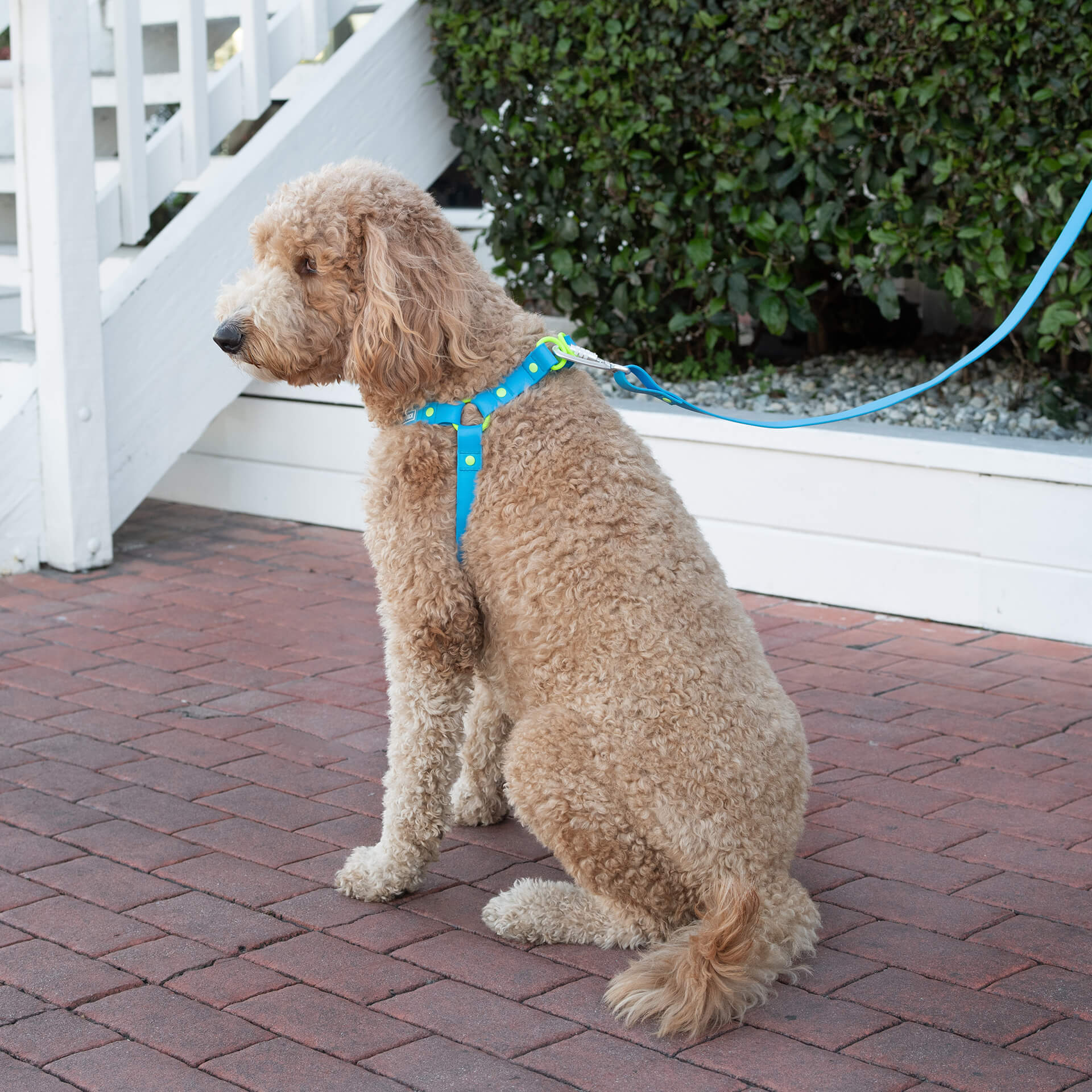 Waterproof Leash - Image 11